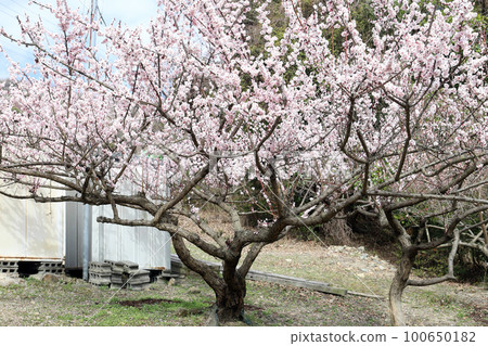 Ayabe Mountain Plum Grove (Tatsuno City, Hyogo Prefecture) Ayabe Mountain Plum Grove (Tatsuno City, Hyogo Prefecture) 100650182