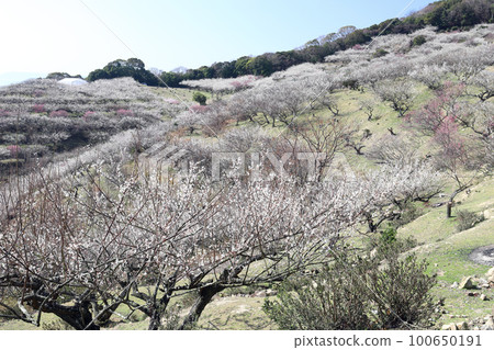 Ayabe Mountain Plum Grove (Tatsuno City, Hyogo Prefecture) 100650191