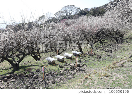 Ayabe Mountain Plum Grove (Tatsuno City, Hyogo Prefecture) Ayabe Mountain Plum Grove (Tatsuno City, Hyogo Prefecture) 100650196