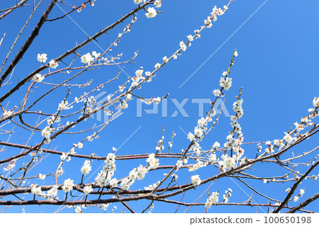 綾部山梅林（兵庫縣辰野市） 100650198