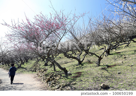 Ayabe Mountain Plum Grove (Tatsuno City, Hyogo Prefecture) 100650199