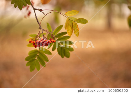 Selective focus on red mountain ash berries growing on the branches of a tree with green leaves against a defocused forest background. Colors of autumn nature with space to copy. High quality photo Selective focus on red mountain ash berries growing on the branches of a tree with green leaves against a defocused forest background. Colors of autumn nature with space to copy. High quality photo 100650200