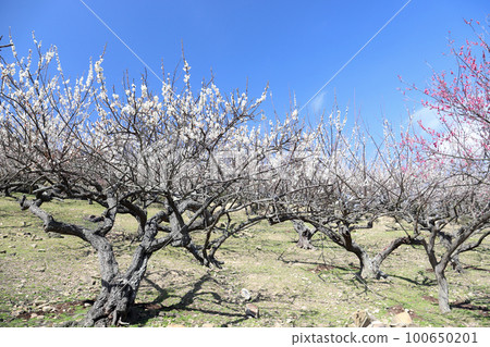 Ayabe Mountain Plum Grove (Tatsuno City, Hyogo Prefecture) Ayabe Mountain Plum Grove (Tatsuno City, Hyogo Prefecture) 100650201