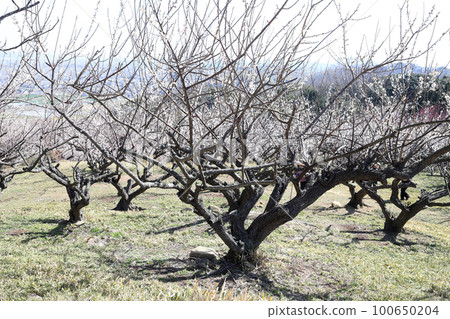 Ayabe Mountain Plum Grove (Tatsuno City, Hyogo Prefecture) Ayabe Mountain Plum Grove (Tatsuno City, Hyogo Prefecture) 100650204