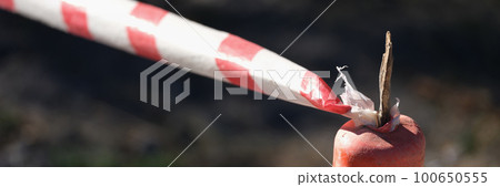 Red and white lines of barrier tape 100650555