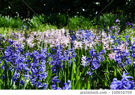 Hyacinth field Hyacinth field 100650709