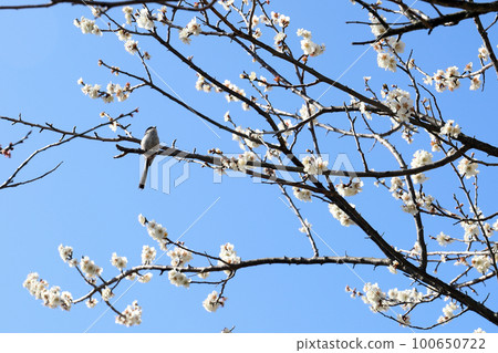 在綾部山梅林（兵庫縣辰野市）遇見的布什鶯 100650722