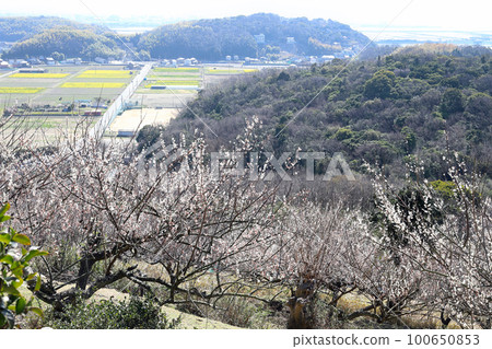 綾部梅林的風景(兵庫縣辰野市) 綾部梅林的風景(兵庫縣辰野市) 100650853
