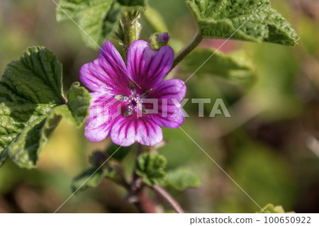 深紫色花瓣錦葵花 100650922