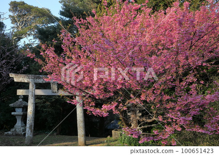 靜岡縣伊豆市小下田市下村三島神社鳥居和早花土肥櫻花 靜岡縣伊豆市小下田市下村三島神社鳥居和早花土肥櫻花 100651423