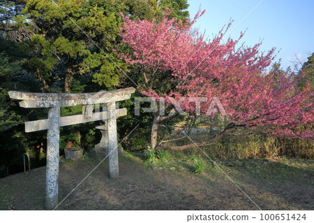 靜岡縣伊豆市小下田市下村三島神社鳥居和早花土肥櫻花 靜岡縣伊豆市小下田市下村三島神社鳥居和早花土肥櫻花 100651424