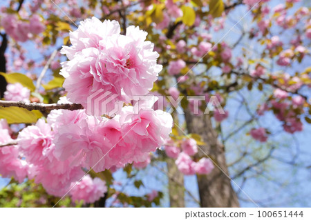 Double cherry blossoms in full bloom ~3:2 version Double cherry blossoms in full bloom ~3:2 version 100651444