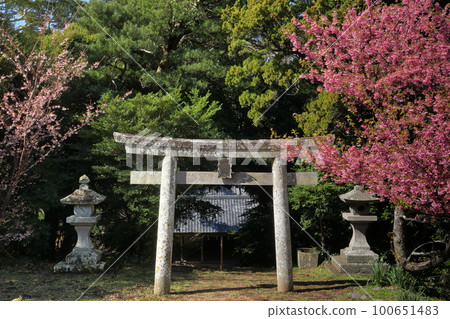 Koshimoda, Izu City, Shizuoka Prefecture Shimomura Mishima Shrine Torii and early-blooming Toi cherry blossoms Koshimoda, Izu City, Shizuoka Prefecture Shimomura Mishima Shrine Torii and early-blooming Toi cherry blossoms 100651483