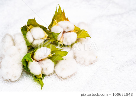 從棉花中收穫棉花 [ 棉花圖片 ] 100651848