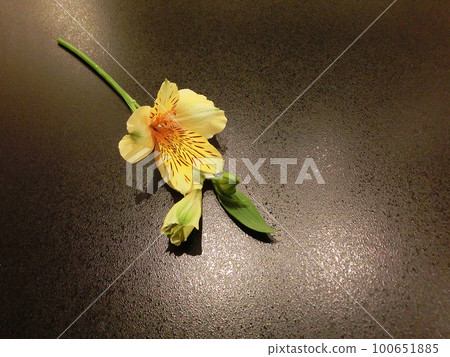 單花背景素材六出花（黃色） 100651885