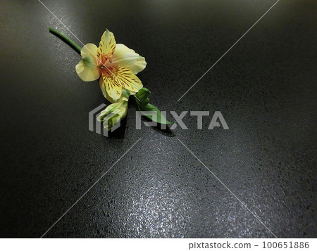 單花背景素材六出花(黃色) 單花背景素材六出花(黃色) 100651886