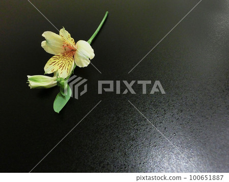 單花背景素材六出花(黃色) 單花背景素材六出花(黃色) 100651887