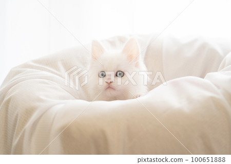 一隻白色的小貓在靠窗的床上 一隻白色的小貓在靠窗的床上 100651888