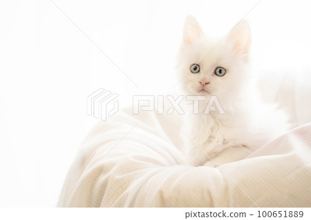 A white kitten in a bed by the window A white kitten in a bed by the window 100651889