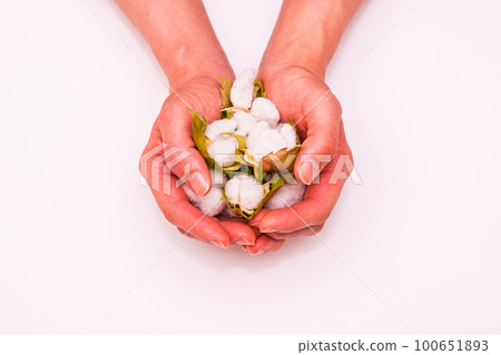 Harvesting cotton from cotton [ image of cotton ] 100651893