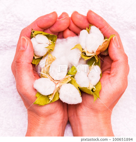 Harvesting cotton from cotton [ image of cotton ] 100651894