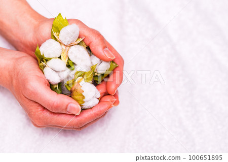 Harvesting cotton from cotton [ image of cotton ] 100651895