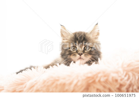 靠窗躺在床上的緬因貓 靠窗躺在床上的緬因貓 100651975