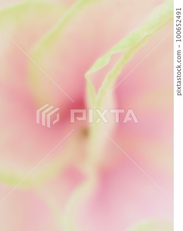 紅綠色櫻花花瓣的特寫圖像背景材料 ~ 柔焦 100652491