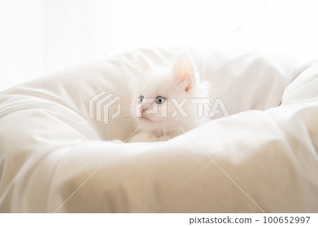 A white kitten in a bed by the window A white kitten in a bed by the window 100652997