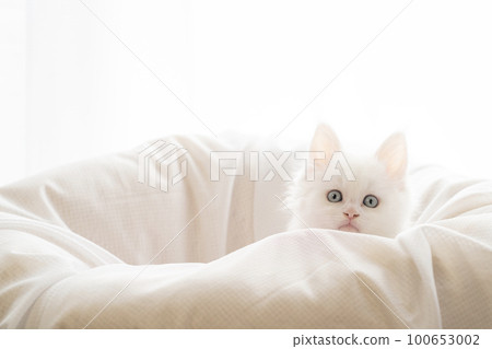white kitten in bed 100653002