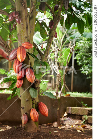 Orange clean cacao pods 100653397