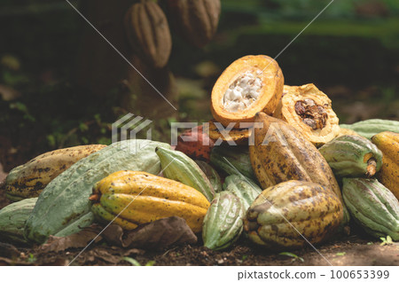 Fresh cutted cacao pod 100653399
