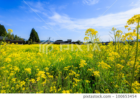 油菜田和藍藍的天空 100653454