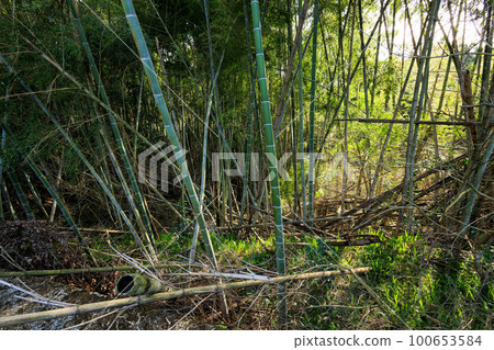 Abandoned bamboo grove image 100653584