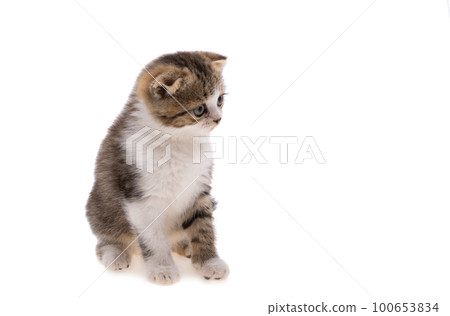 kitten isolated 100653834