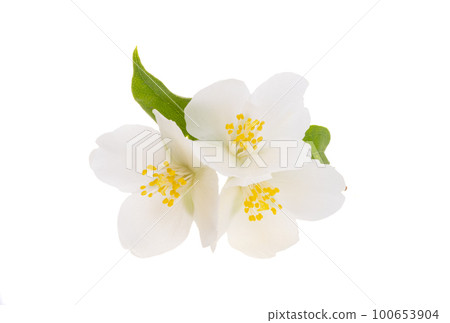jasmine flowers isolated 100653904