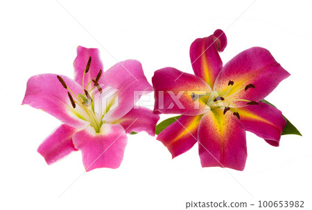lily flower isolated 100653982