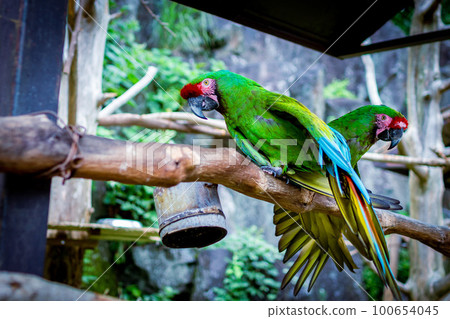 伊豆仙人掌動物園飼養的色彩鮮豔的金剛鸚鵡 100654045