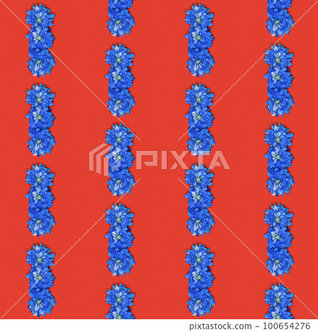 Blue chrysanthemum flower (Chrysanthemum indicum) isolated on red background. 100654276