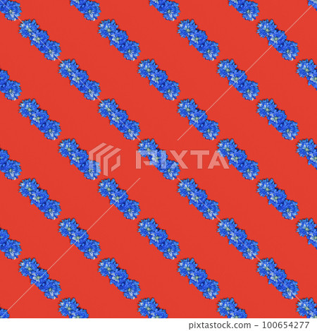 Blue chrysanthemum flower (Chrysanthemum indicum) isolated on red background. 100654277