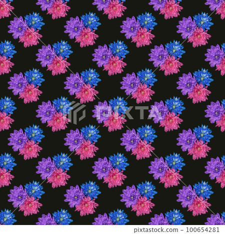 Pink, blue and purple chrysanthemum flowers (Chrysanthemum indicum) isolated on black background. Pink, blue and purple chrysanthemum flowers (Chrysanthemum indicum) isolated on black background. 100654281