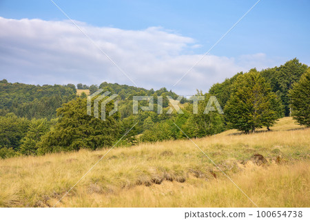 forested landscape of ukrainian mountains. countryside scenery with green beech trees on the grassy hills and meadows in afternoon light 100654738