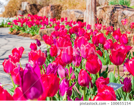 Sunny view of many tulips blossom Sunny view of many tulips blossom 100655154