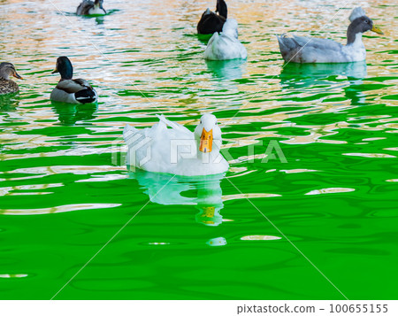 Duck swimming in the pond of the Myriad Botanical Gardens during St. Patrick's Day 100655155