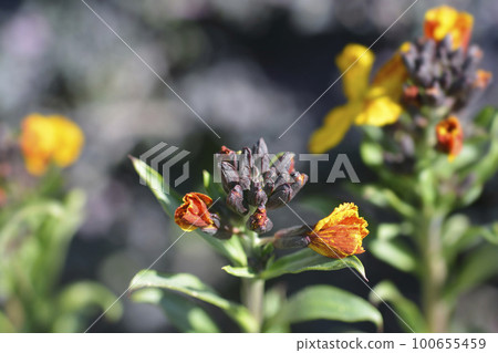 Wallflower Wallflower 100655459