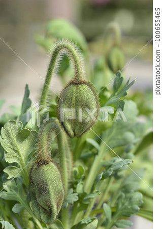 Oriental poppy Oriental poppy 100655465