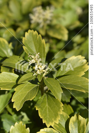 Japanese pachysandra Japanese pachysandra 100655495