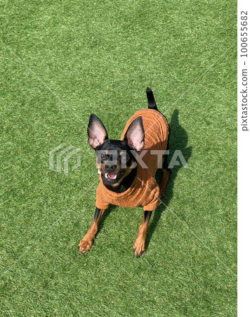 Miniature Pinscher 100655682