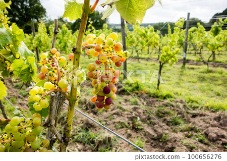 Grapes that will become wine vineyards at a British winery in the suburbs of London Grapes that will become wine vineyards at a British winery in the suburbs of London 100656276