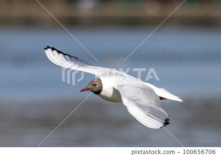 Black-Headed Gull, Chroicocephalus ridibundus in flight. Adult winter plumage 100656706